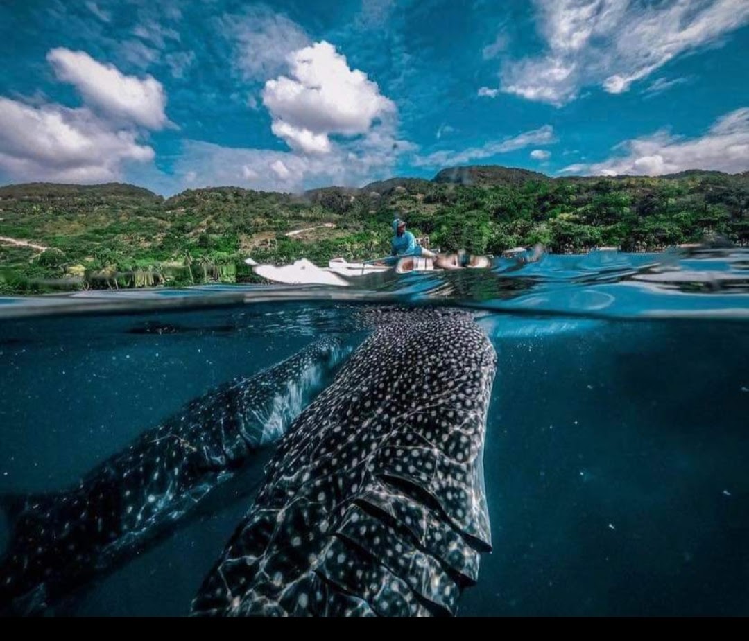 Giant Whale Shark Watching in Cebu